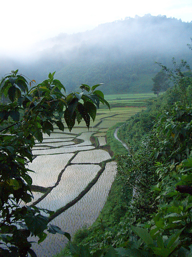 Rice-field Rice-field